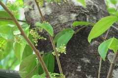 Celtis timorensis